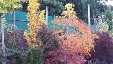 Autumn Joy Nursery in Trentham, Victoria