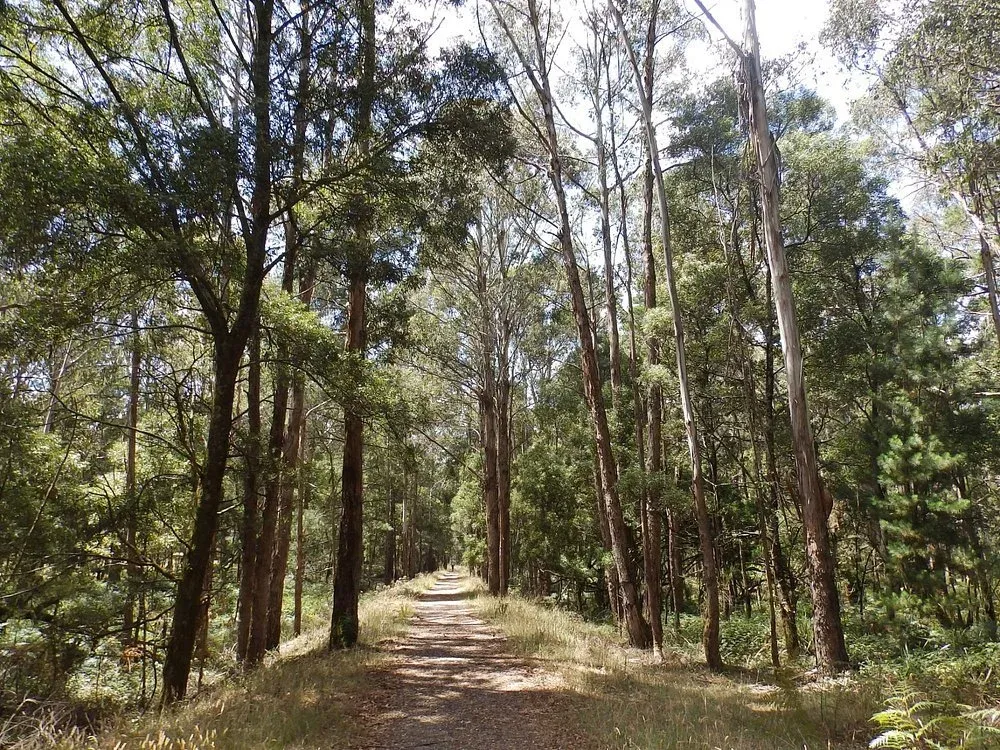 Domino Trail Walking Track in Trentham, Victoria