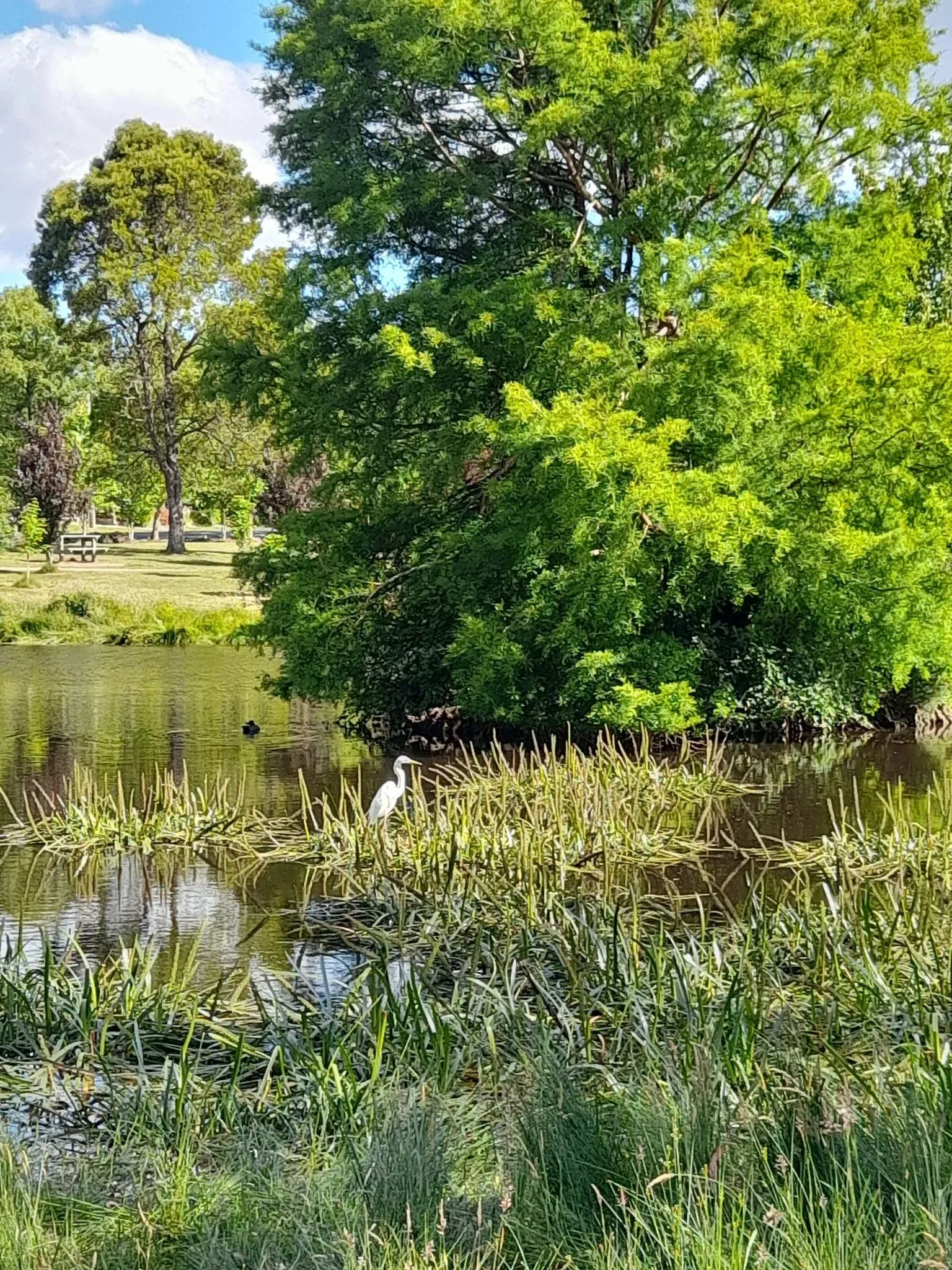 Birdlife on the lake